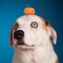 WeRateDogs®'s avatar