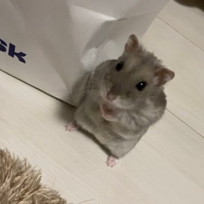 lt7ox's profile picture. webエンジニアへの転職を目指すITコンサル