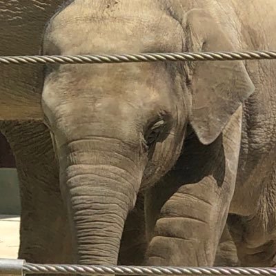 水族館と動物園が大好き💕 ハリセンボンくんとゾウさんが特に好きです😊みなさんの素敵な写真にいつも癒されています。いつもありがとうございます😍