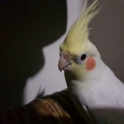 SoroushMomtahan's profile picture. 