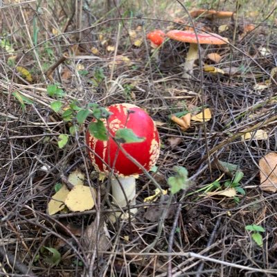 ashylai's profile picture. 