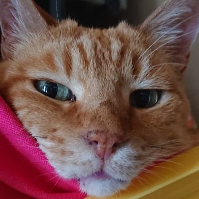 🐱猫垢🐈
 #元保護猫 茶トラ♂。3歳で当家に。現在11歳。
他、2022年10月保護した親猫・黒兄猫。飼い主▶(@static78ism) 
 #ねこ  #CAT #茶トラ  #猫写真  #猫動画  #茶々黒ごま
※写真動画無断転載禁止、猫垢以外はフォローしません。

下記に愛猫YouTube𝙐𝙍𝙇あり⬇⬇