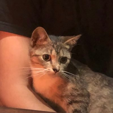 BayuImamFauzan1's profile picture. 