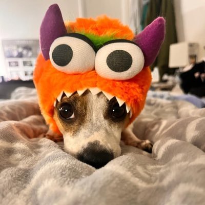 gracezeghen's profile picture. 🦅🐾 🏳️🌈