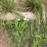 TINA CHEE LANDSCAPE STUDIO | CHEE SALETTE (@tinachee__) 's Twitter Profile