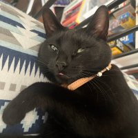UnfortunateCorvid (@pantheracorax) Twitter profile photo