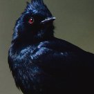 Black Cardinal(@BlackCardinal13) 's Twitter Profile Photo