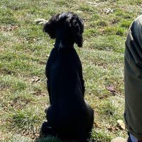 Lorna Cameron (@ljcequine) 's Twitter Profile