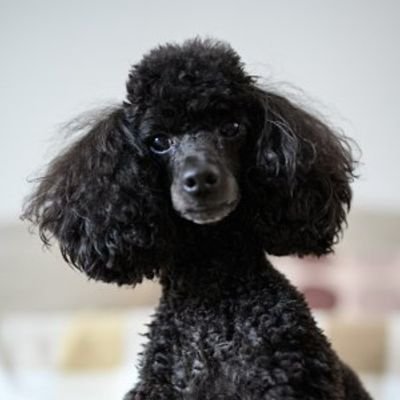 atheist_poodle Profile Picture