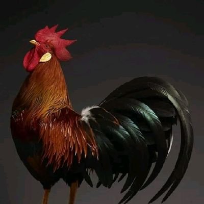 ismael_mane's profile picture. 