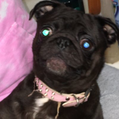 Breanna’s MiMi: Matilda and Misty Elyse’s PUGMOM. Rogue’s feline Mom. Class of 2007 Coastal Carolina University. Widowed since Christmas Eve 2018.