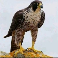 الألف1 ااا (@a711ecg) Twitter profile photo
