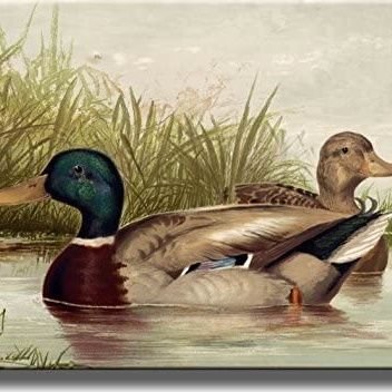 Rio Verde Duck Painting Champion. Lifelong Niners Fan.
