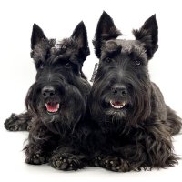 Angus & Scottie(@mrangusscottie) 's Twitter Profile Photo