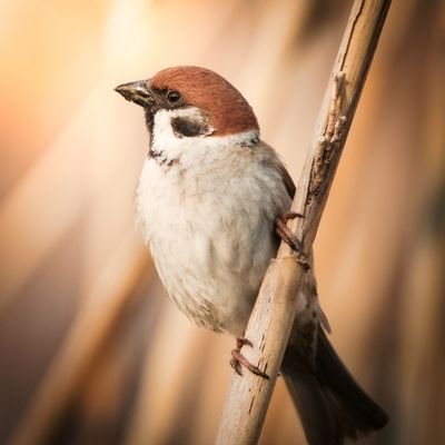 大学2年
主に野鳥写真を投稿します！