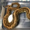 ZKR75's profile picture. ボールパイソン🐍 をメインに爬虫類飼育中 マウス&ヤワゲも🐀 最近ラーメン多い🤣 Sweets作り🎂 ボールパイソン系の画像は、めっちゃいいねします笑 よろしくです🙇