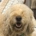 Finn Gags (@finn_gags) Twitter profile photo Finn Gags (@finn_gags) Twitter profile photo