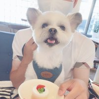 もも🐕 (@momo_shipome) Twitter profile photo