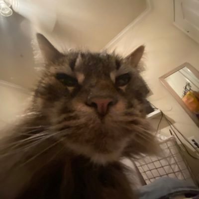 islenealaric's profile picture. I really need to quit Twitter