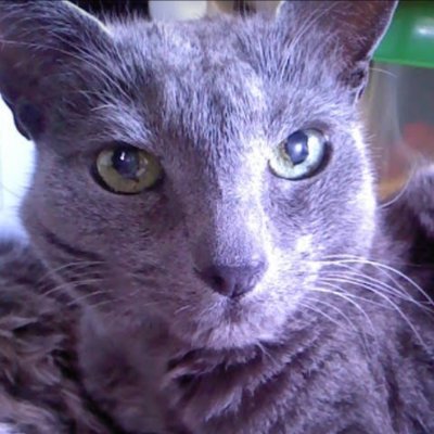 数10年振りに出戻った稚魚。BUCK-TICKしかほぼ聴かず、あっちゃんが「好き」の基準値。少々腐り気味。無言色々ごめんなさい。