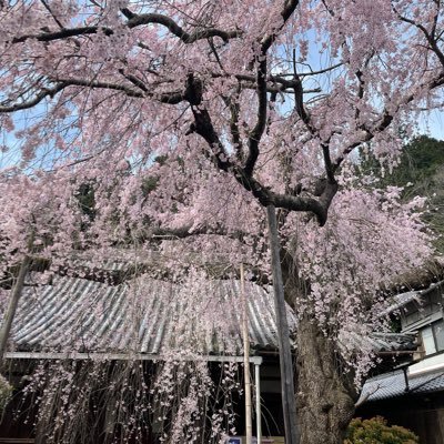 4hpAVdWV2t840YW's profile picture. 