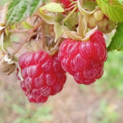 夏は庭 畑仕事、冬場は雪かきと料理 読書を楽しんでいます。
北海道 在住。

(私のいいネ♥が 消えてしまう方が時々 おられて、不具合 申し訳ありません)