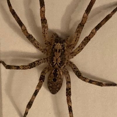 mascherosse's profile picture. Achtung bissig ⚠️, aber wer mich anspricht, wird nicht gebissen, sondern geduzt.