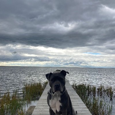 didrikvirgili's profile picture. 