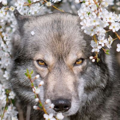 Vivithewerewolf's profile picture. hello,and welcome to my humble dumple page for I have interesting stuff like;anime,lgbtq,animations,cartoons etc