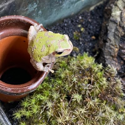 古のV系の復活に伴い息を吹き返したバンギャ。ミシンでものを作るのが趣味。 バンド:ラクリマ、PIERROTを主に色々と。 歌い手:浦島坂田船、めいちゃん、まふまふはライブもいきます。 eスポーツ:DFM、CRなど。(基本Valorant) その他:着物好き カエル好き。とにかく色んな好きなものにかこまれて生活したい。