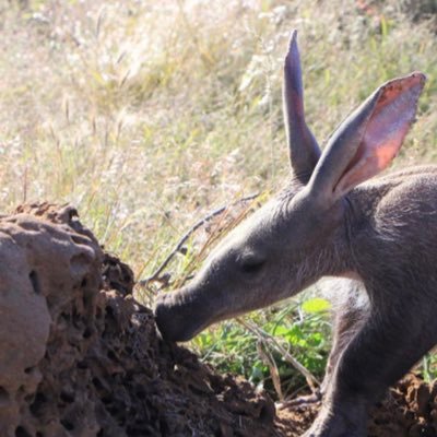 Aardvark4443 Profile Picture