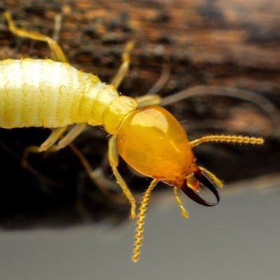 Termite92574496's profile picture. Aardvarks, pest control and birds DNI. Always up for a nice birch or maple.