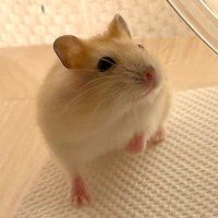モコ (@mokacoco_ninja) 's Twitter Profile