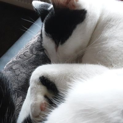 Où trouver ChatGPT en français ChatGPT info