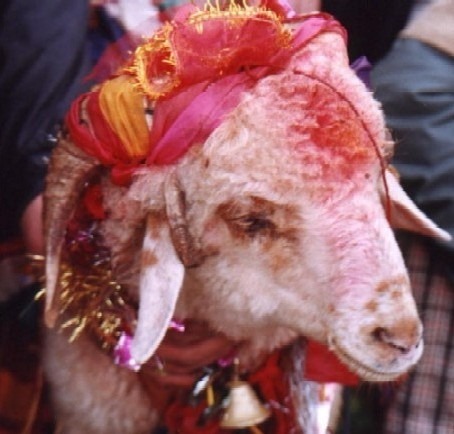AnimalsAbuse's profile picture. Animal sacrifice is the ritual killing of an animal as part of a religion Please, Join our global campaign to stop Animals sacrifice.