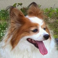 くみばぁば (@ailovecocoa39) 's Twitter Profile