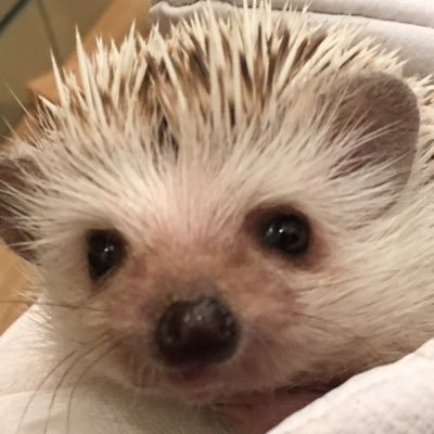 かめ太郎さんのプロフィール画像