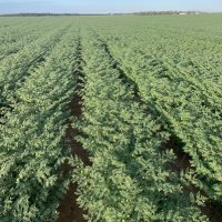 yarramundafarmer (@yarramundafarm1) 's Twitter Profile