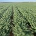 yarramundafarmer (@yarramundafarm1) Twitter profile photo yarramundafarmer (@yarramundafarm1) Twitter profile photo