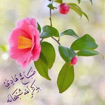 1VqZLeypNbsH2a6's profile picture. 