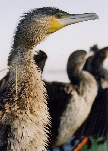 CJMcCartney79's profile picture. 