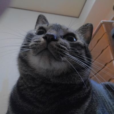 b5fd2b80971047d's profile picture. 日本の何処かで暮らしてます猫がいる暮らしは癒しがあって良いものですね
4匹の愛猫と暮らしてます
ウマ娘も育成してます仲良くしてもらえたら嬉しいです