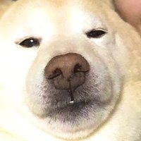 ぶど (@batadora2q) 's Twitter Profile