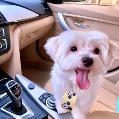 1dexterdog's profile picture. Catioro Revoltado. Ufólogo. São Paulino e Remista. (Nem Lula, nem Bolsonaro. Anti-Petista).