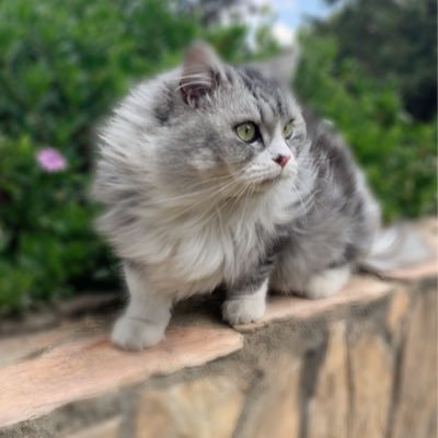 Ashebly's profile picture. .