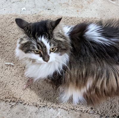 I was a feisty fluffy cat who loved going on outdoor walks with my human. Lizzie  is a 13 year old calico mix.