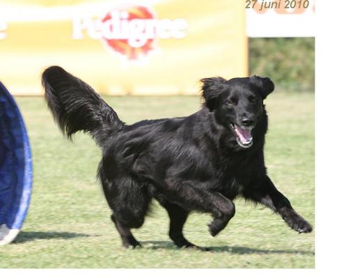 Dutch dog with a Swedish name. Love my parents but above all, my ball !!!