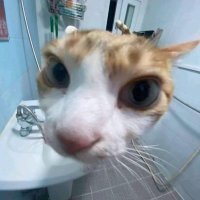 ꒰ঌ(⃔ ⌯' '⌯)⃕໒꒱ (@tadbil) 's Twitter Profile
