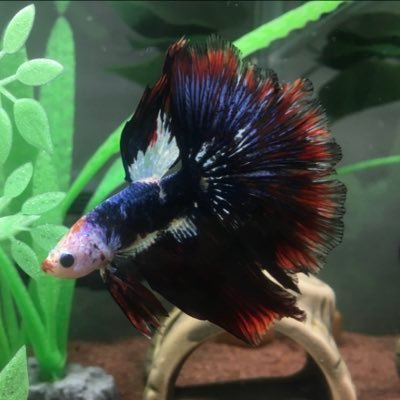 nannan1417's profile picture. 風林火山🌋推し。炎護舞隊。内川幸太郎選手きっかけでMリーグファンになりました。 家族麻雀しかしたことのない二児の母。