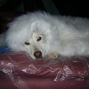 mark hassan - @mogumy1 - Twitter